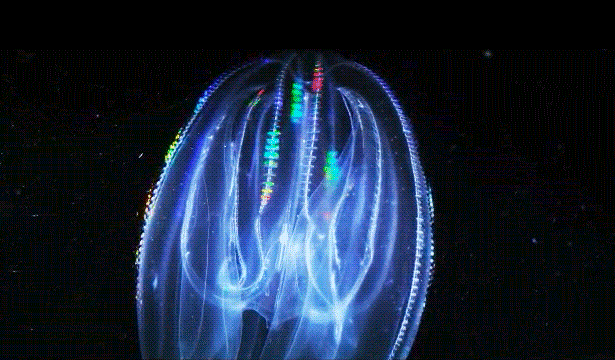 A translucent, glowing blue comb jellyfish with rainbow cilia floats in darkness.
