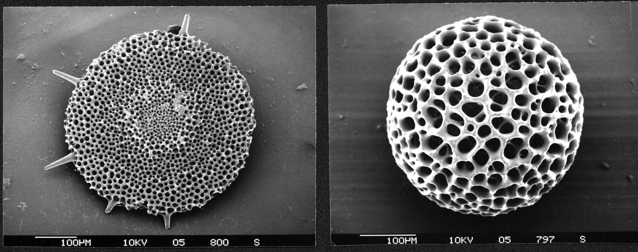 Two black-and-white micrographs of diatom shells showing intricate porous structures.