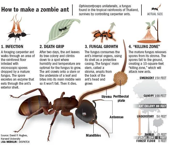 An infographic titled 'How to make a zombie ant' illustrating the lifecycle of the Ophiocordyceps fungus.